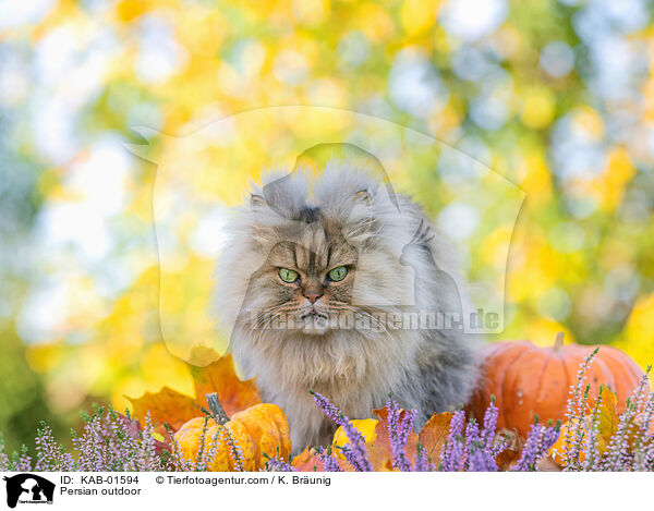 Perser drauen / Persian outdoor / KAB-01594
