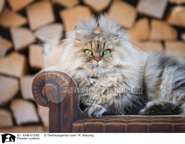 Perser drauen / Persian outdoor / KAB-01595