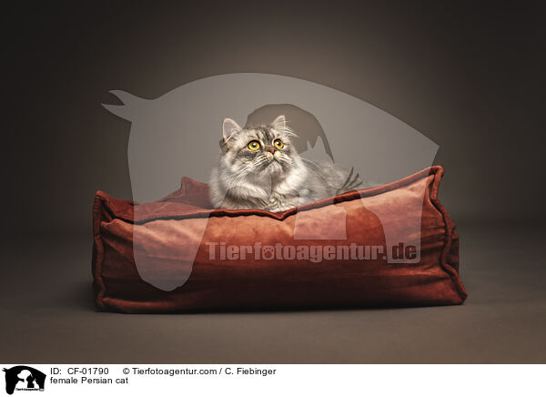 Perser Ktzin / female Persian cat / CF-01790