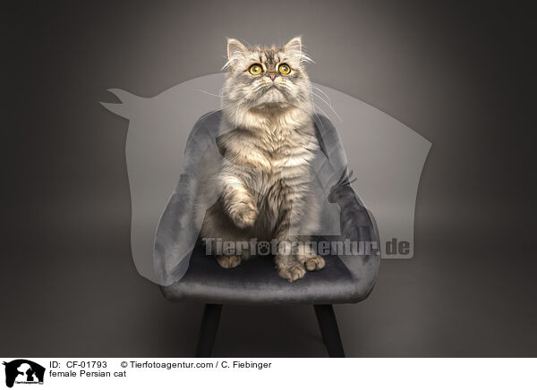 Perser Ktzin / female Persian cat / CF-01793