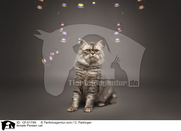 Perser Ktzin / female Persian cat / CF-01799