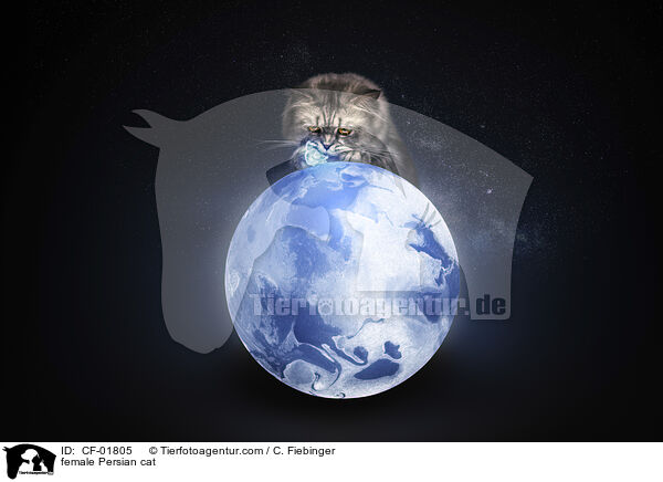 Perser Ktzin / female Persian cat / CF-01805