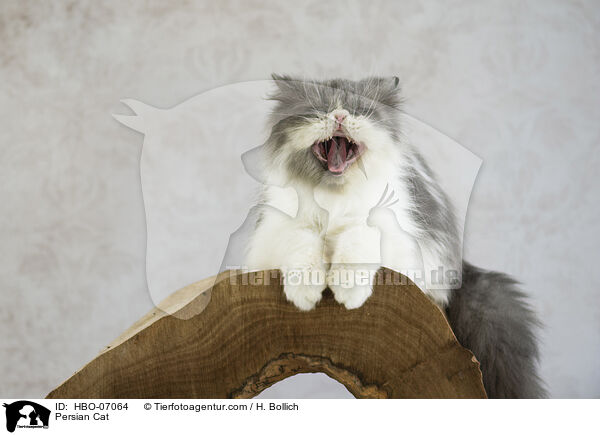 Persian Cat / HBO-07064