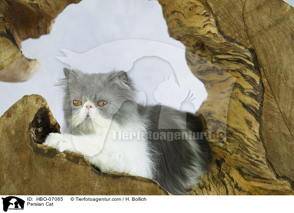 Persian Cat / HBO-07065