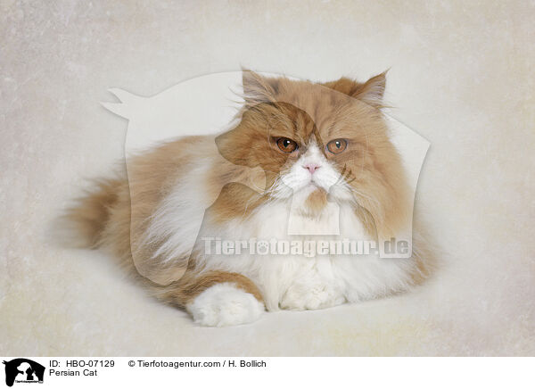 Persian Cat / HBO-07129