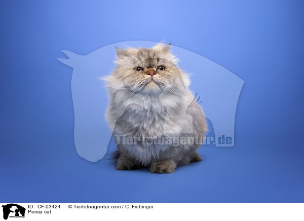 Perser / Persia cat / CF-03424