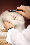 persian cat