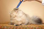persian cat