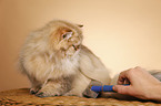 persian cat
