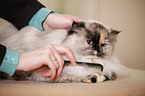 persian cat