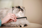 persian cat