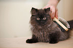 young persian cat