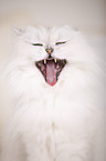 Chinchilla Persian Cat