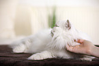 Chinchilla Persian Cat