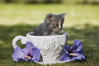 Persian Kitten