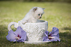Persian Kitten
