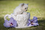 Persian Kitten