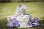 Persian Kitten