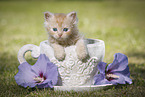 Persian Kitten