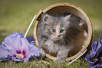 Persian Kitten