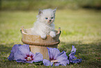 Persian Kitten