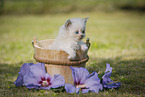 Persian Kitten