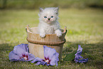 Persian Kitten