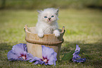 Persian Kitten