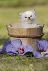 Persian Kitten
