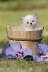 Persian Kitten