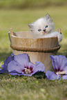 Persian Kitten