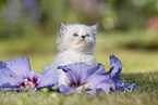 Persian Kitten