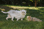 2 Persian Cat