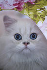 Persian Portrait