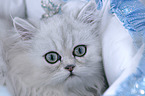 Persian Portrait