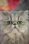 Persian Portrait