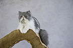 lying Persian Cat