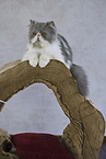 lying Persian Cat
