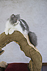 lying Persian Cat