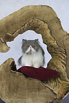 sitting Persian Cat