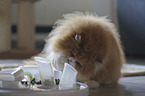 playing Persian Cat