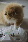 playing Persian Cat