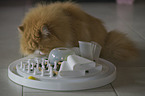 playing Persian Cat
