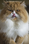 Persian Cat Portrait