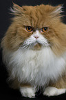 lying Persian Cat