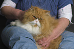 human touches Persian Cat