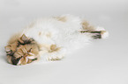 lying Persian Cat