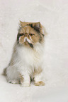sitting Persian Cat
