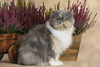 sitting Persian Cat