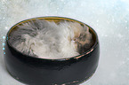 sleeping Persian Cat